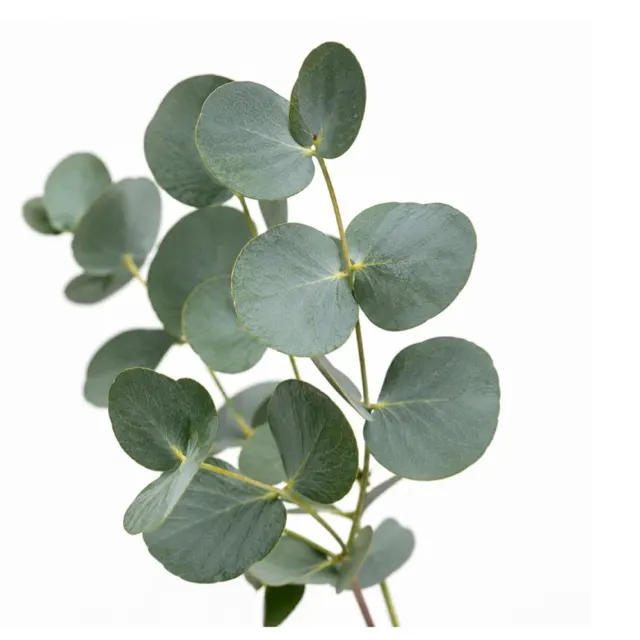 Eucalyptus