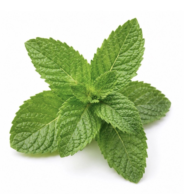 Menta piperita
