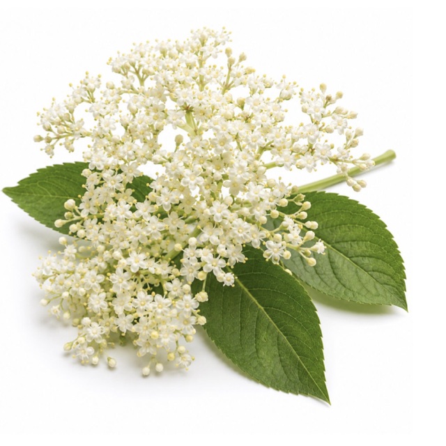 Fiori di sambuco