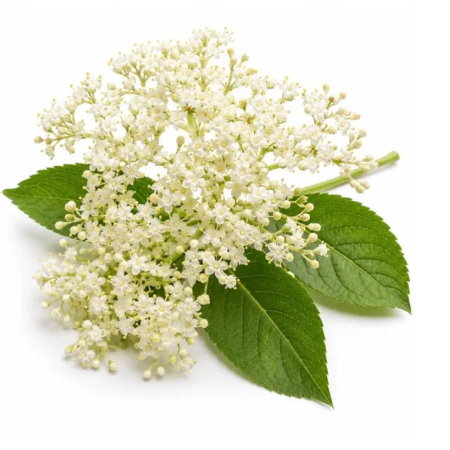 Elderflower